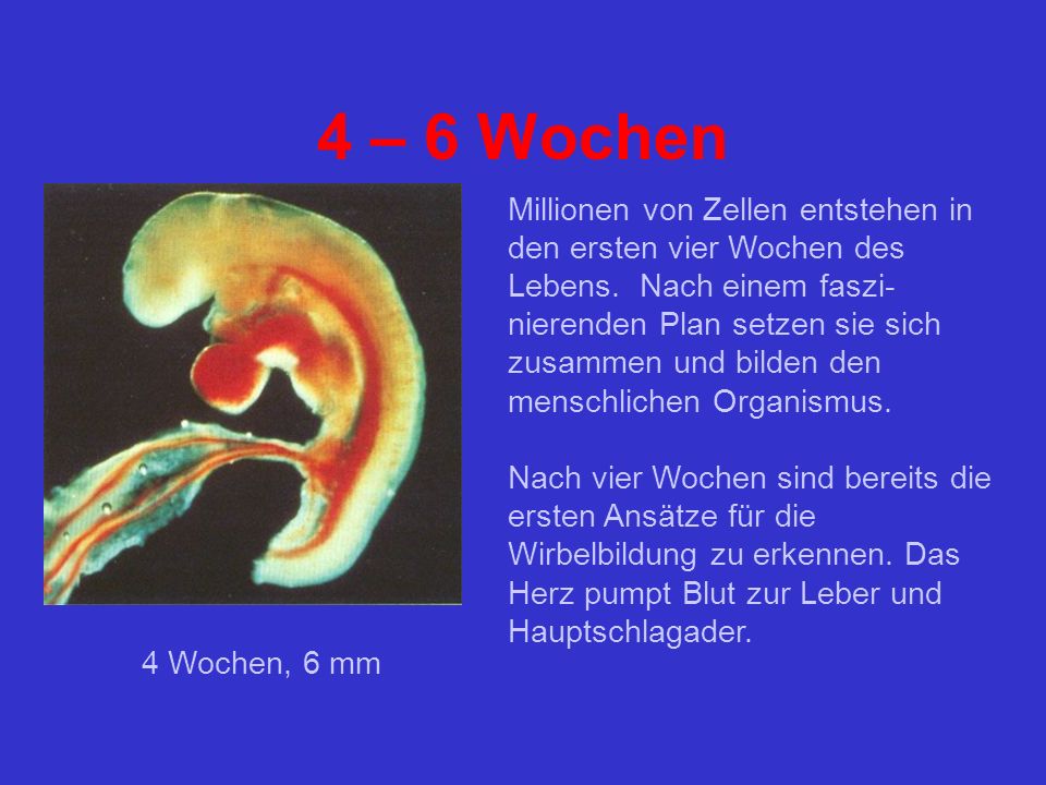 Die Organismen die Parasiten die Präsentation